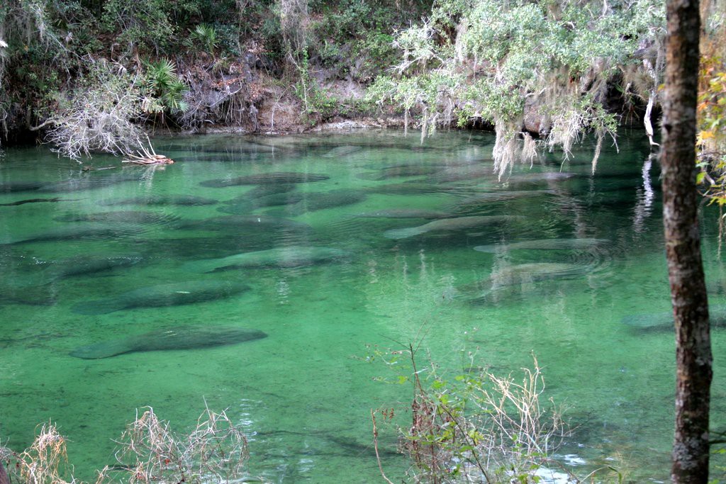 Now that's a lot of manatees!