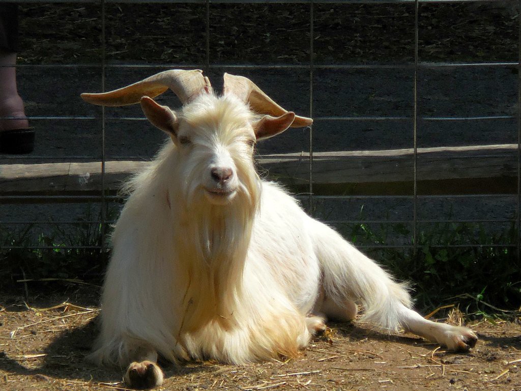 chopchopbillygoat!