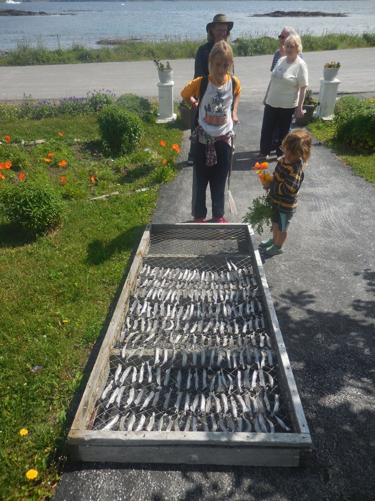 capelin drying in the sun