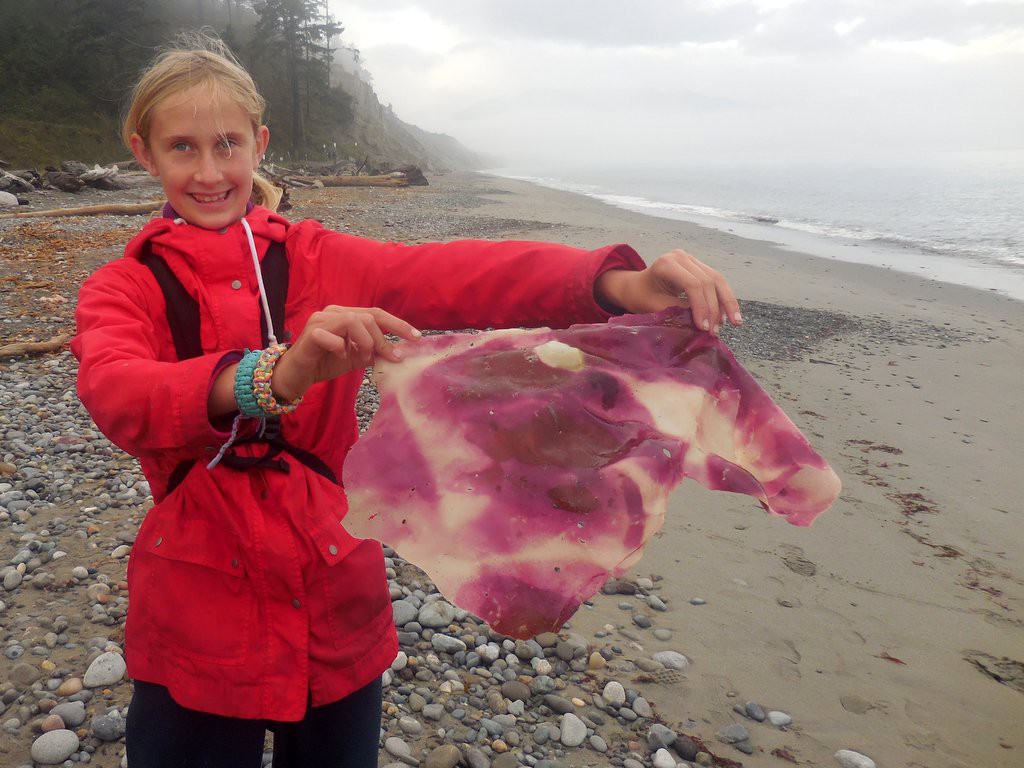 Who knew there was pink seaweed existed?