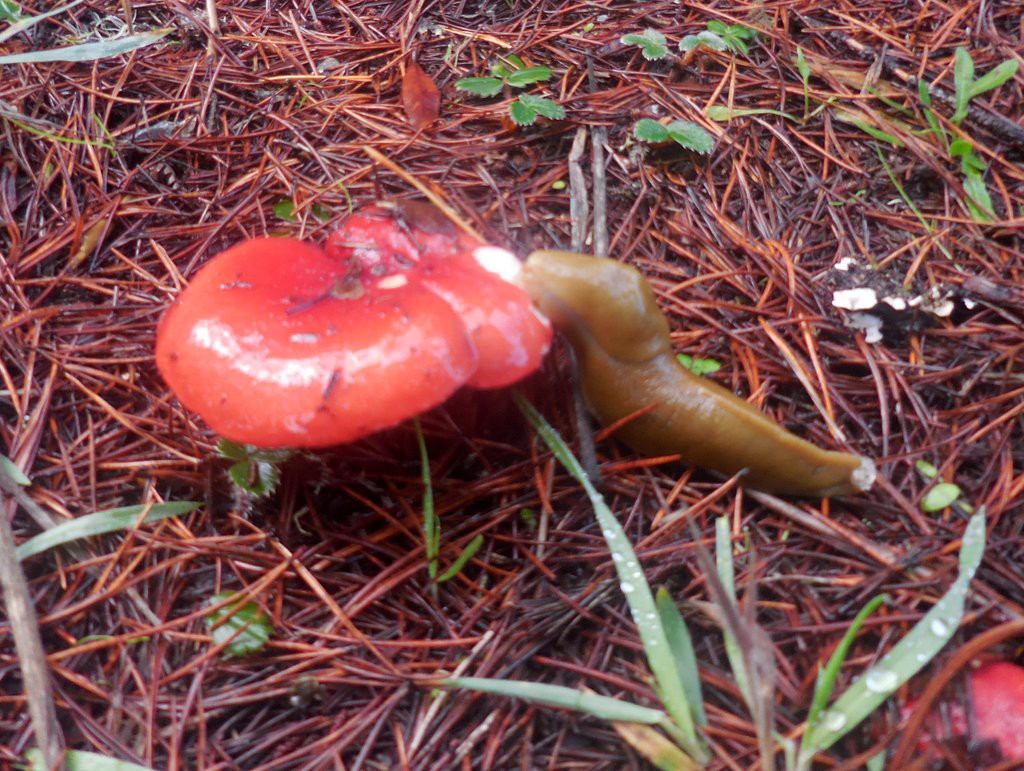 Lunchtime for banana slug!